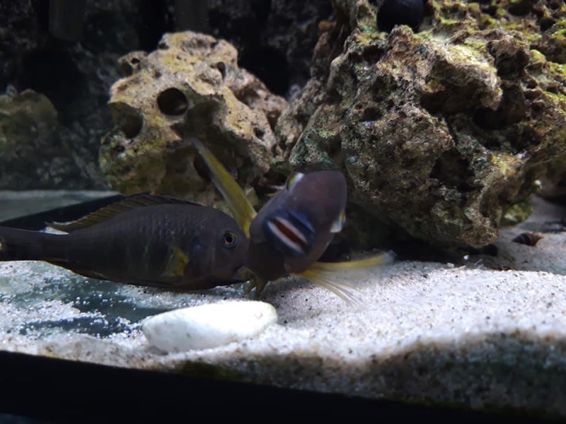 Tropheus sp. 'lukuga' Kalemie